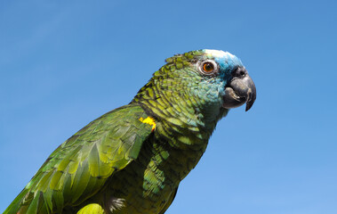 green parrot bird on blue sky