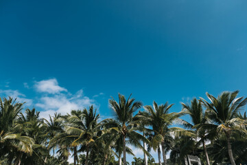 Fototapeta na wymiar Row of palm trees and blue sky. Tropical background