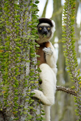 Verreaux's sifaka eating leaves of Alluaudia procera in spiny forest, Berenty Reserve, Madagascar