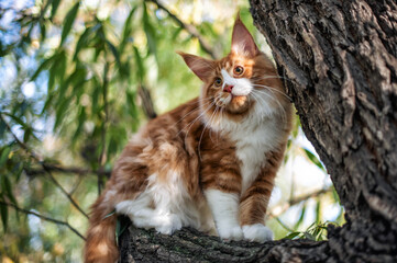 Naklejka na ściany i meble A big maine coon kitten sitting on a tree in a forest in summer.