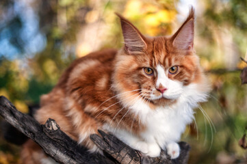Naklejka na ściany i meble A big maine coon kitten sitting on a tree in a forest in summer.