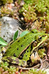 Lake or Pool Frog (Pelophylax lessonae), Marsh frog (Pelophylax ridibundus), edible frog (Pelophylax esculentus) on the edge of the pond. Cute green frog resting in the greenery