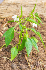 Pepper seedlings grow in the garden in summer