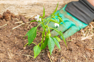 Planting pepper seedlings in the garden in the summer