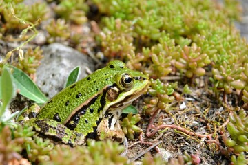 Lake or Pool Frog (Pelophylax lessonae), Marsh frog (Pelophylax ridibundus), edible frog (Pelophylax esculentus) on the edge of the pond. Cute green frog resting in the greenery