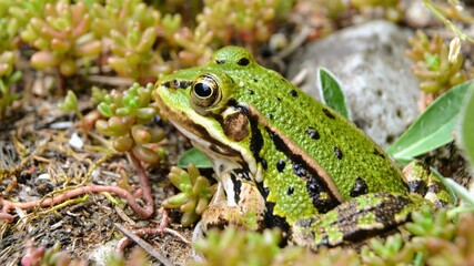 Lake or Pool Frog (Pelophylax lessonae), Marsh frog (Pelophylax ridibundus), edible frog (Pelophylax esculentus) on the edge of the pond. Cute green frog resting in the greenery