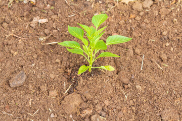 Pepper seedlings grow in the garden in summer
