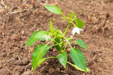Pepper seedlings grow in the garden in summer