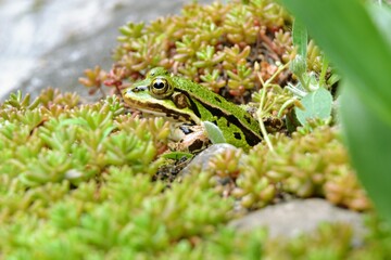 Lake or Pool Frog (Pelophylax lessonae), Marsh frog (Pelophylax ridibundus), edible frog (Pelophylax esculentus) on the edge of the pond. Cute green frog resting in the greenery
