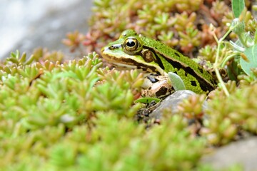 Lake or Pool Frog (Pelophylax lessonae), Marsh frog (Pelophylax ridibundus), edible frog (Pelophylax esculentus) on the edge of the pond. Cute green frog resting in the greenery