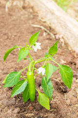 Pepper seedlings grow in the garden in summer