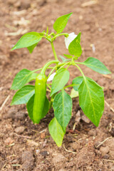 Pepper seedlings grow in the garden in summer