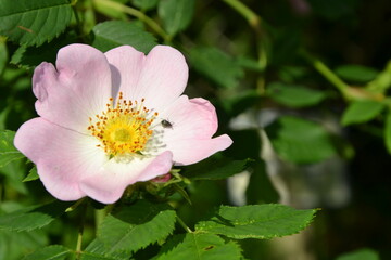 Obraz na płótnie Canvas Wild rose blossom. Dog rose, Rosa canina light pink flowers in bloom on branches, beautiful wild flowering shrub. Rosa woodsii, a species of wild rose known as Woods or interior rose