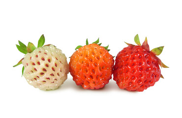 Three wild strawberries of different ripeness - white, orange and ripe red closeup isolated on white background