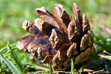 Pine cone on the grass, closeup