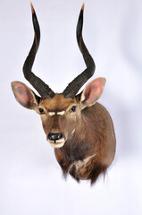 antelope shoulder mount taxidermy