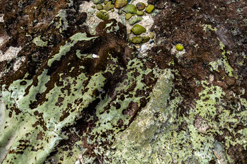 Sea coral bottom after low tide. Seabed texture