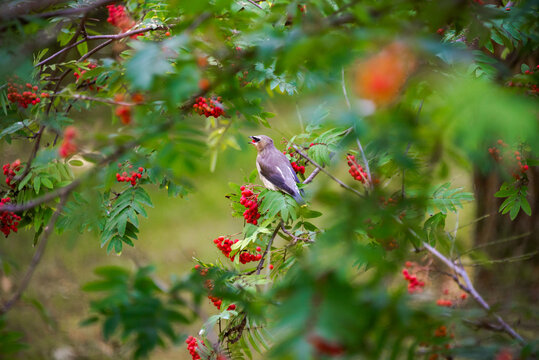 Juvenile cedar waxwing eating a mountain ash berry