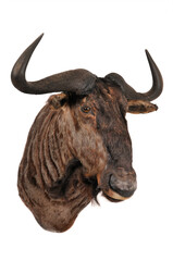 wildebeest shoulder mount taxidermy