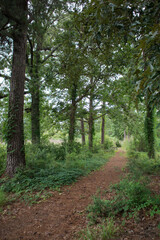 Fototapeta premium Carolina Forest Pathway through the Woods