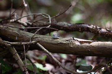 Beautiful shiny diamond wedding rings placed on a log in the woods, with copy space