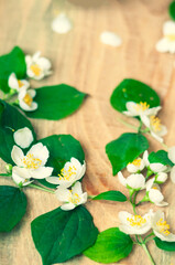 Obraz na płótnie Canvas sprigs of blooming jasmine on a wooden background