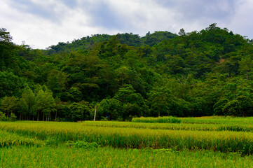 It's Natural landscape of the Northern Vietnam