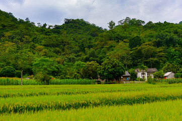 Fototapeta na wymiar It's Natural landscape of the Northern Vietnam