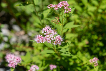 Fototapeta premium Springtime flowers in New Hampshire