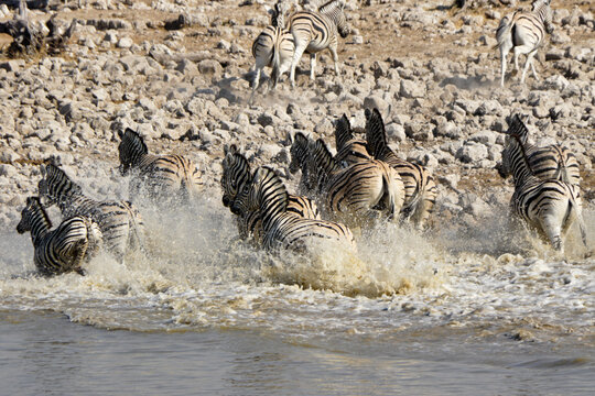 Spooked zebras running from waterhole, Okaukuejo, Etosha National Park, Namibia