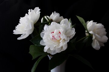 White peonies on a black background