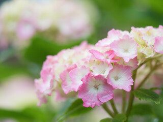 アジサイの花