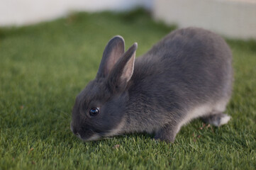 conejo enano gris disfrutando de su comida