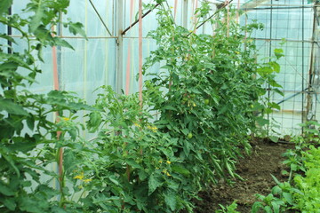 Green tomatoes plant in a greenhouse.