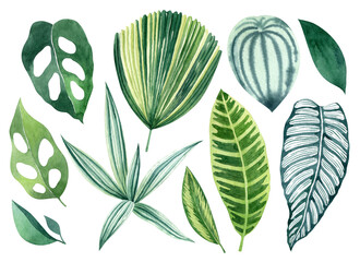 Tropical leaves watercolor hand drawn set with monstera, calathea, tradescantia, licuala grandis greenery. Clipart for wedding invitations, save the date cards, birthday cards, stickes.