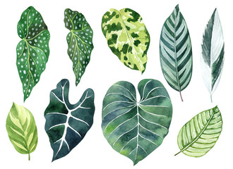 Tropical leaves watercolor hand drawn set with begonia, alocasia, calathea greenery. Clipart for wedding invitations, save the date cards, birthday cards, stickes.