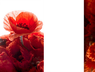Banner with bouquet of red poppies isolated on white background with empty space.