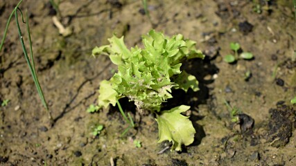 How to grow lettuce photo