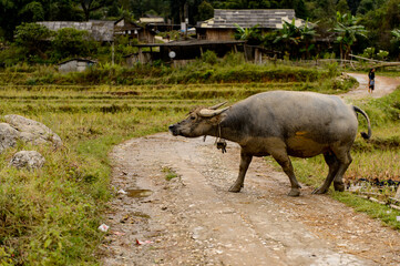 It's Buffalo in Vietnam