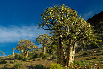 Quiver tree (kokerboom) forest in spring, Western Cape, South Africa