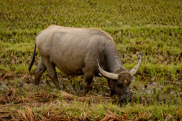 Obraz premium It's Buffalo in Vietnam