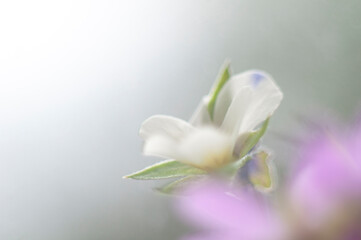 close-up small purple flowers