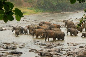 Fototapeta na wymiar Asian elephants in the rain, Pinnawala Elephant Orphanage, Kandy, Sri Lanka