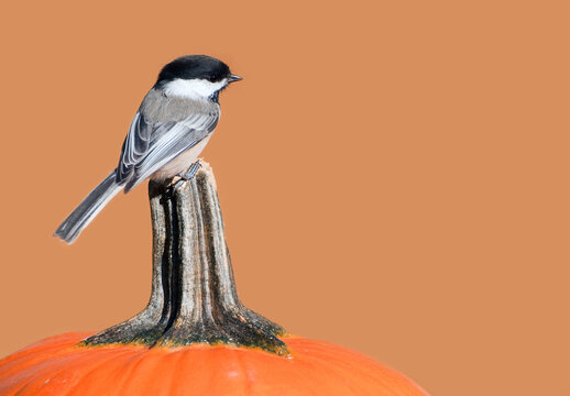 Adorable chickadee perched on a pumpkin in the fall.