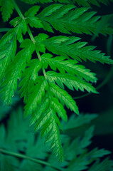 spring background. young green leaves