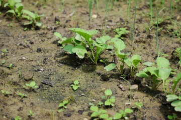 How to grow radish photo