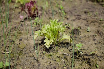 Little lettuce in a garden