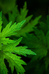 spring background. young green leaves