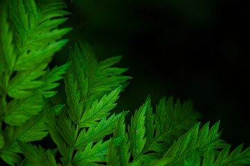 spring background. young green leaves