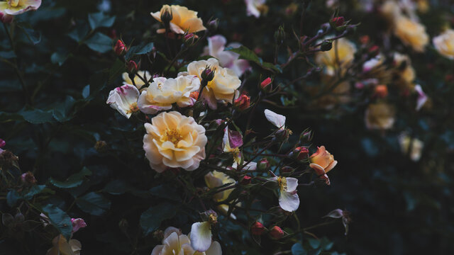 Floral Set in Seattle © @foxfotoco